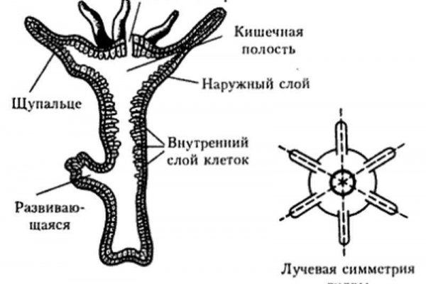 Ссылка на кракен 15ат